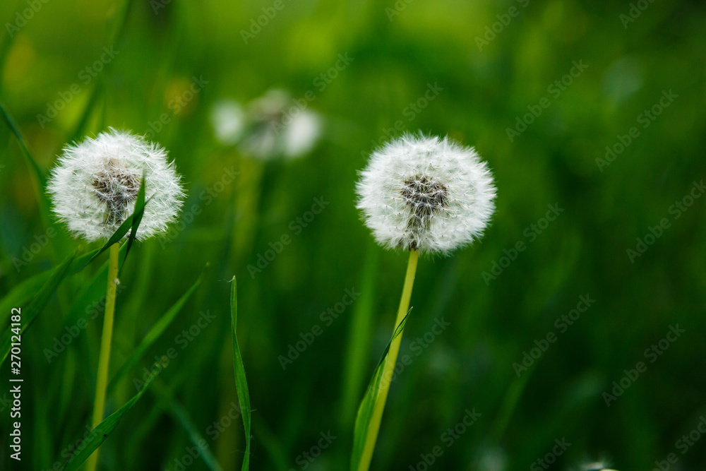White fluffy dandelions, natural green blurred spring background, selective focus. Nature, summer background White fluffy dandelions, natural green blurred spring background, selective focus. Nature, summer background