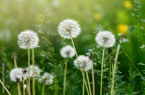 White dandelion seeds on natural blurred green background  close up. White fluffy dandelions  meadow. Summer  spring  nature background. Selective focus