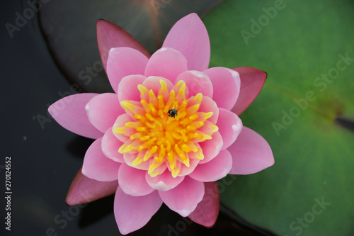 Fototapeta Naklejka Na Ścianę i Meble -  Top view of Pink waterlily beautiful color  with insect in the pond