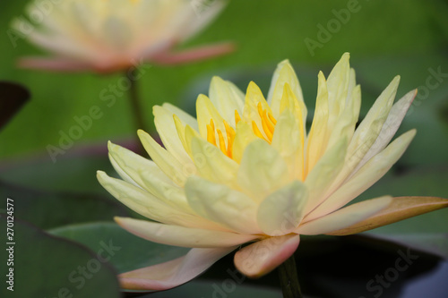 Lotus yellow flower with leave blossom flower bright and beautiful in nature background