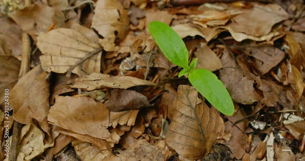 Green sapling growing among dead leaves on a forest floor, blown by the wind. Top view. Green sapling growing among dead leaves on a forest floor, blown by the wind. Top view.