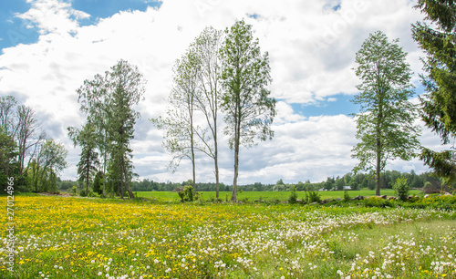 Fototapeta Naklejka Na Ścianę i Meble -  Trees against a background of white clouds and field with yellow dandelions.