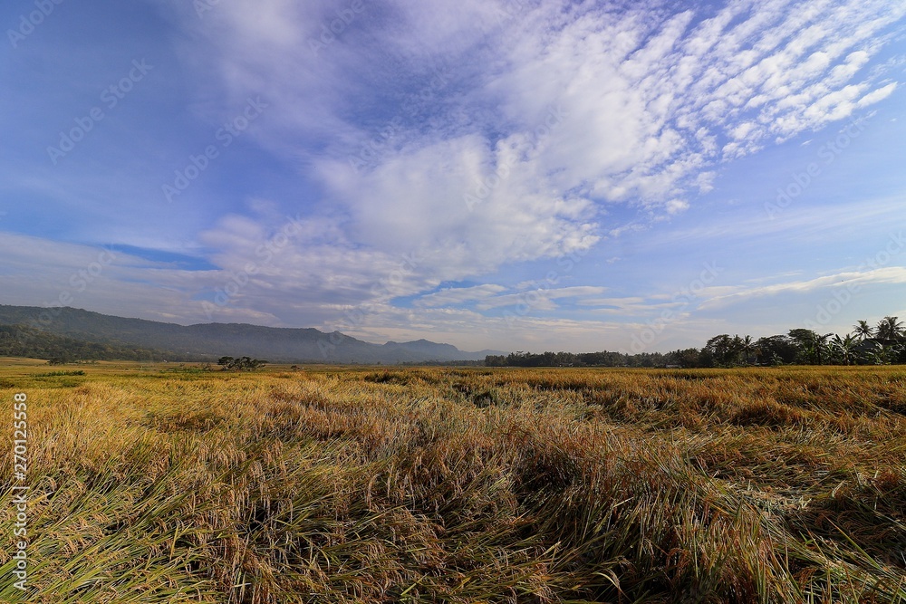 Obraz premium farmlandscape