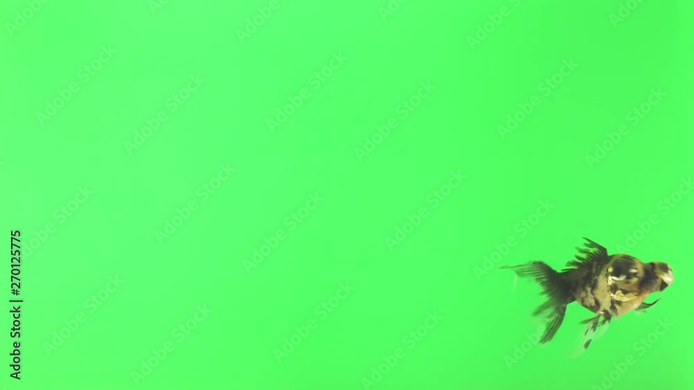 A fat fish with big eyes swims funny. Isolated green background. Animal chroma key. A fat fish with big eyes swims funny. Isolated green background. Animal chroma key.