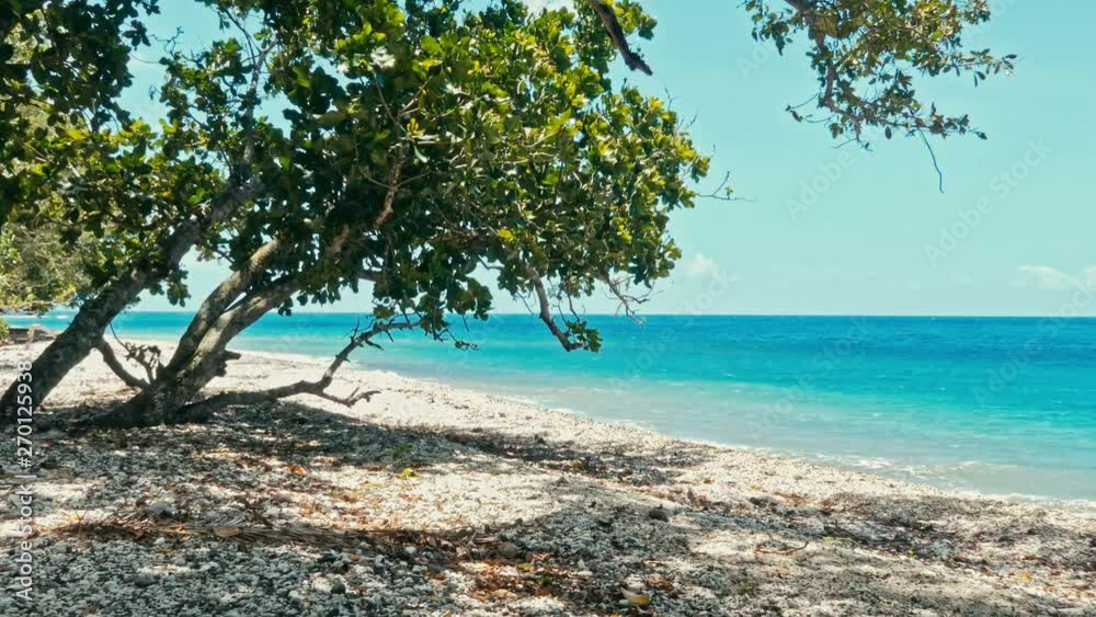 pristine rocky sea ocean shore beach with tropical trees and deep blue azure water pristine rocky sea ocean shore beach with tropical trees and deep blue azure water