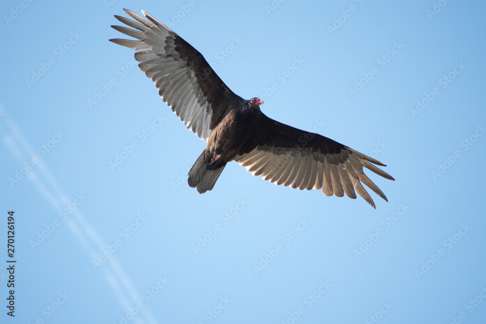 Fototapeta premium Turkey Vulture in Flight