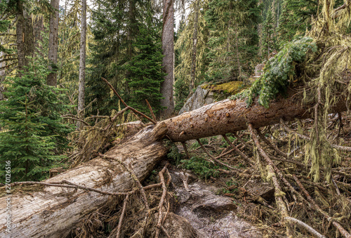 wild nature forest in Joffre Lakes Provincial Park British Columbia Canada. © olegmayorov