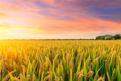 Ripe rice field and sky background at sunset time with sun rays