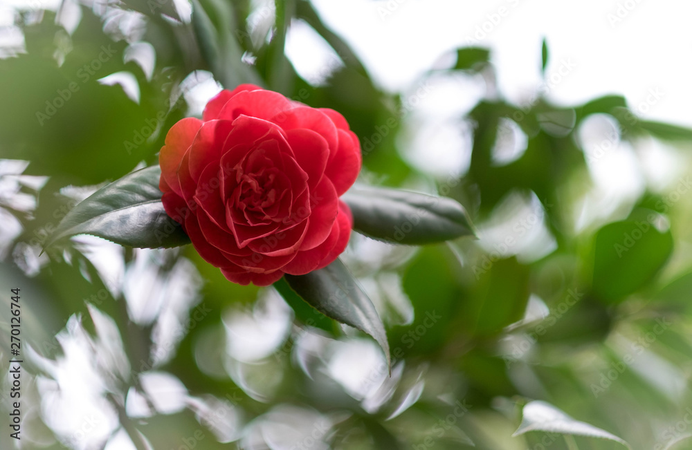 Flowering roses in the summer garden. focus on the red rose. Flowering roses in the summer garden. focus on the red rose.