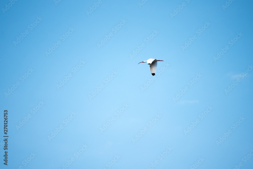 White Ibis Flying