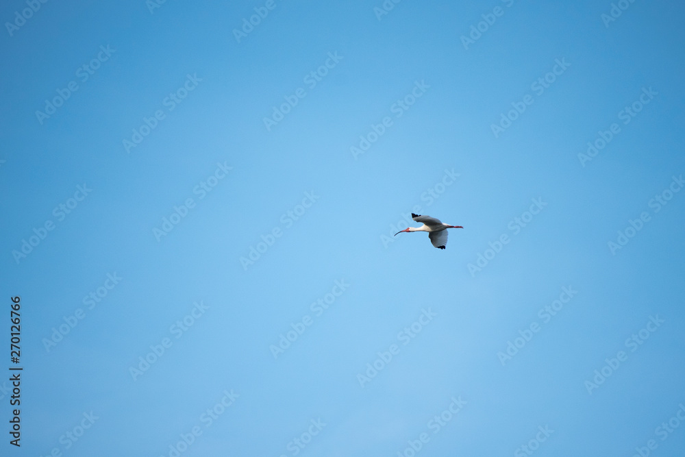 White Ibis Flying