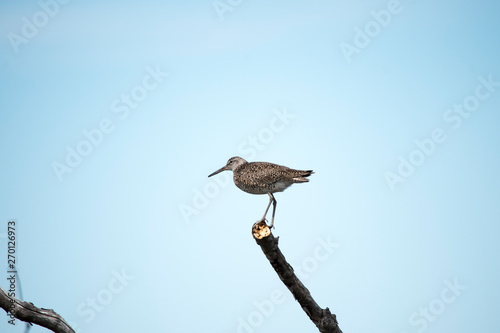 Willet on a Stick