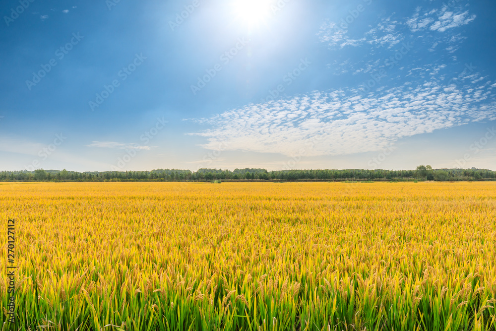 Fototapeta premium Ripe rice field and sky landscape on the farm