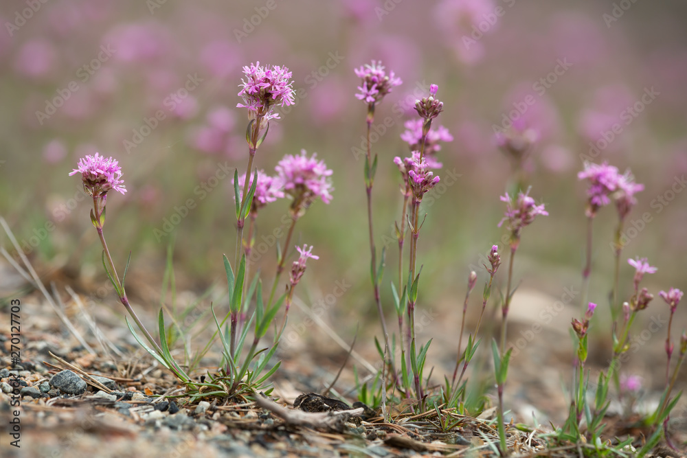 Fototapeta premium Red alpine catchfly, Silene suecica in bloom