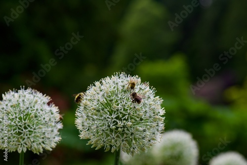 bee on a flower