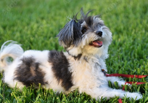 Valokuva Very cute 2 year old female havanese that is smiling is laying on green grass an
