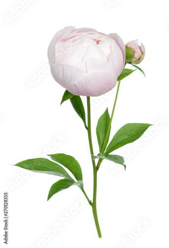 pink peony isolated on white 