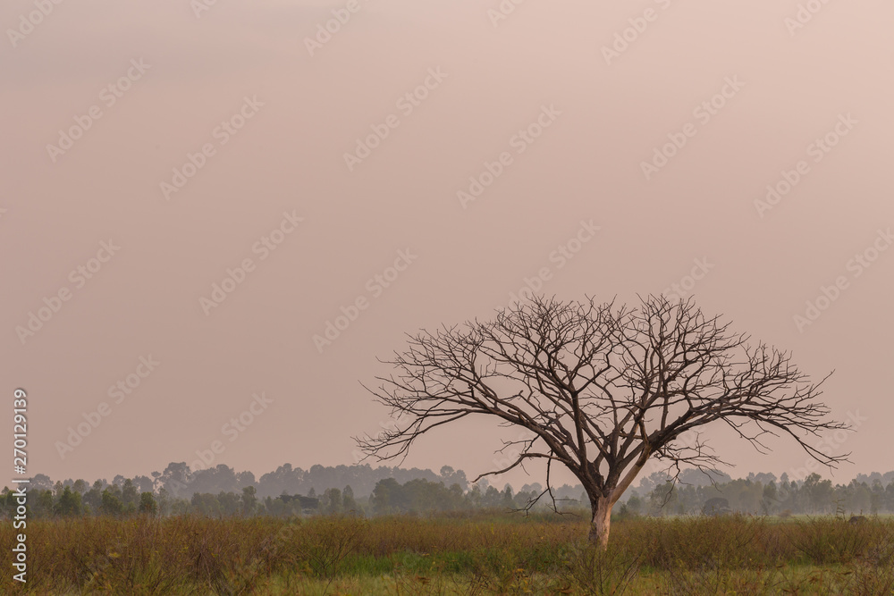 Dead tree and sky nature background Dead tree and sky nature background