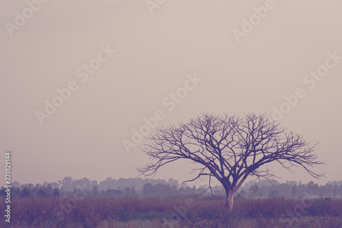 Wallpaper Mural Dead tree and sky nature background Torontodigital.ca
