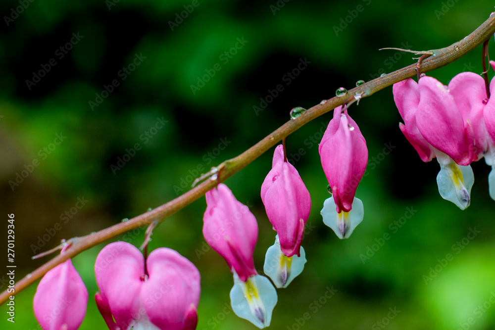 Pink bleeding heart flowers Pink bleeding heart flowers