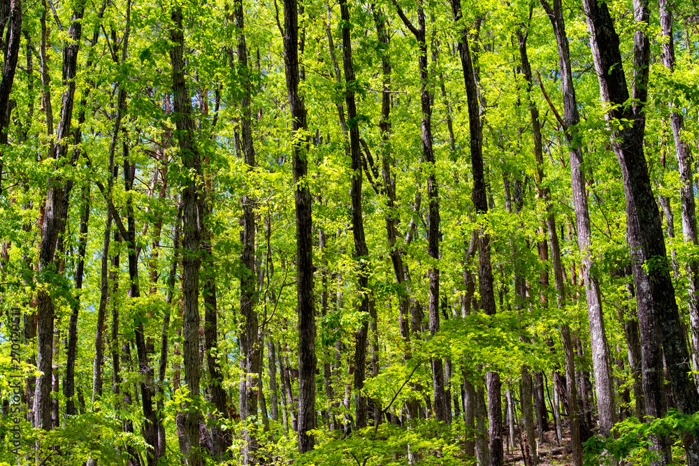 Forest filled with spring light Forest filled with spring light