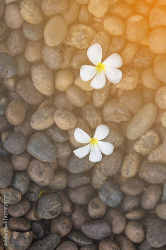Two White yellow flower plumeria or frangipani on dark pebble rock for spa