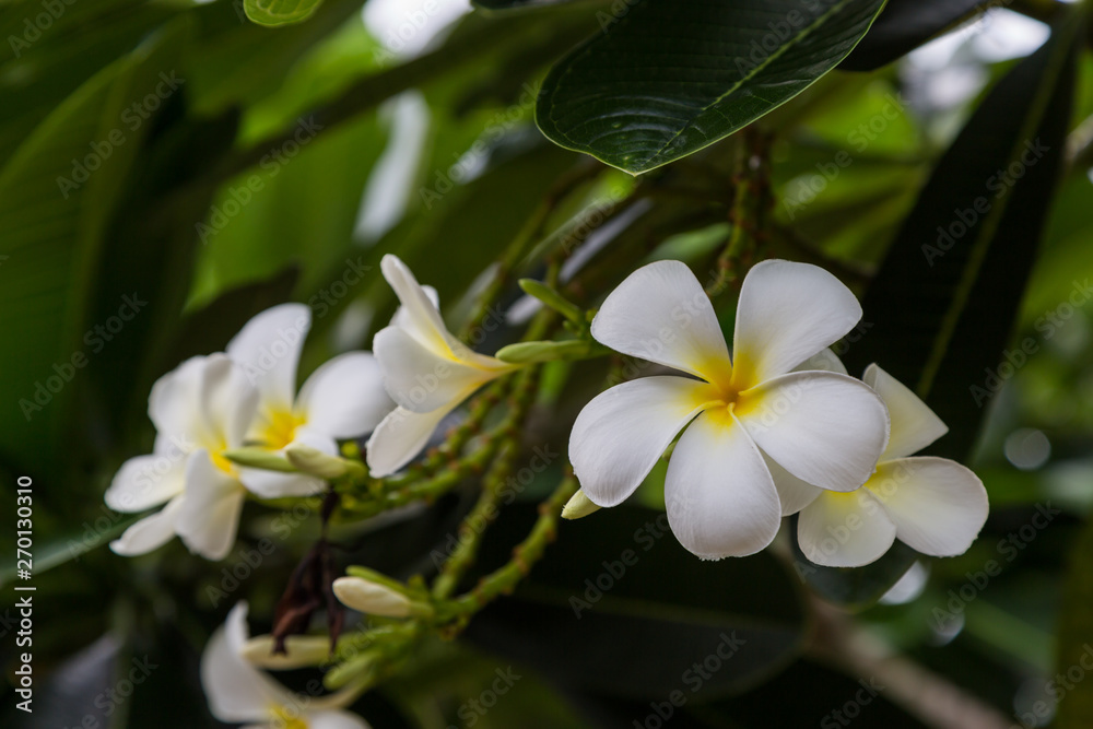 Plumeria flowers on the tree Plumeria flowers on the tree
