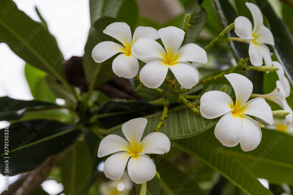 Fototapeta premium Plumeria flowers on the tree