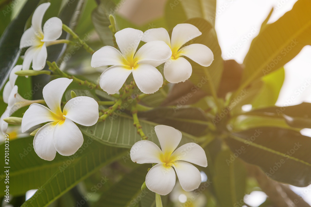 Plumeria flowers on the tree Plumeria flowers on the tree