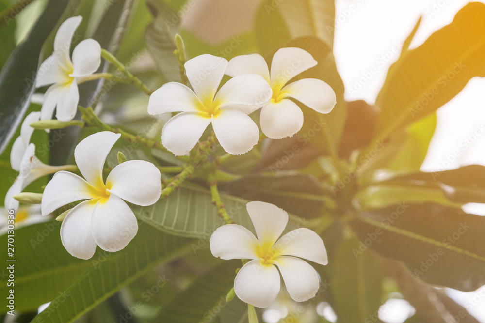 Plumeria flowers on the tree Plumeria flowers on the tree