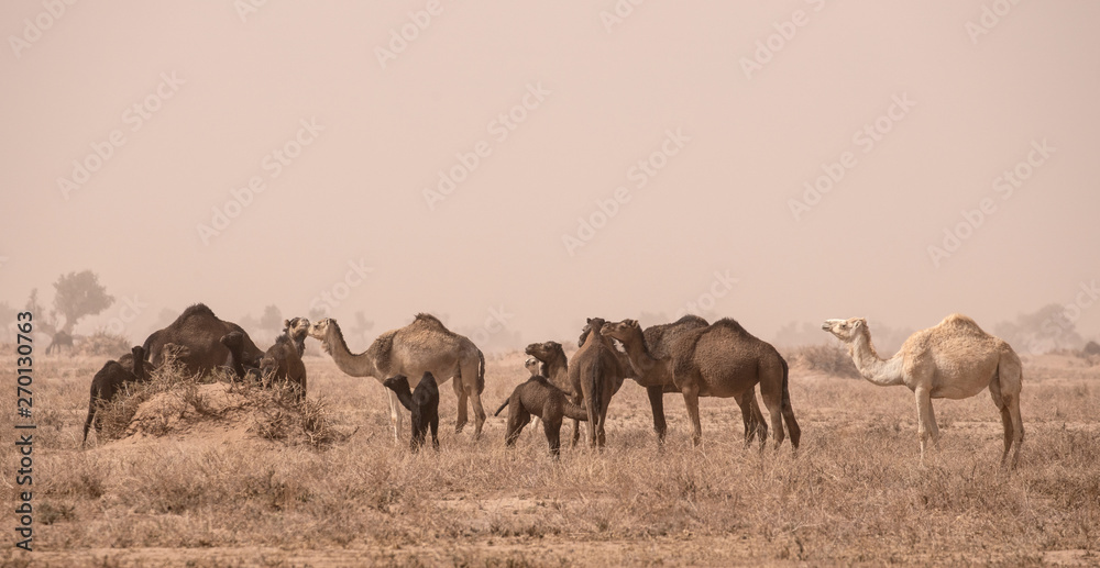Camels in the Sahara Desert in Morocco