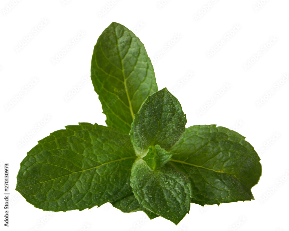 Sprig of fresh mint Sprig of fresh mint