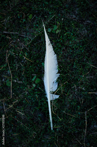 Pluma en el pasto