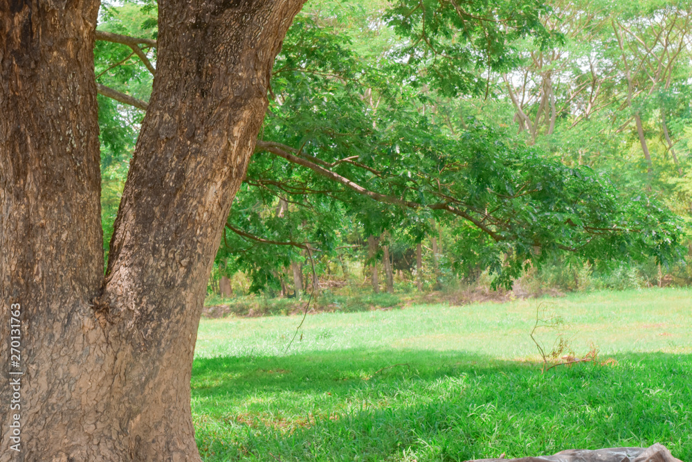 Fototapeta premium Big tree on grass in countryside