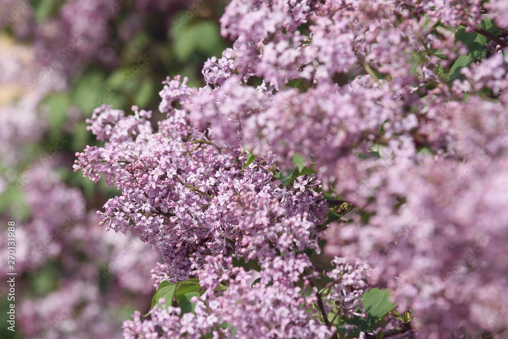 purple lilac  on green background