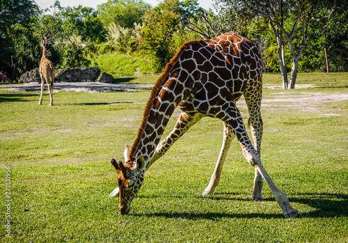 Photography Giraffe in the zoo