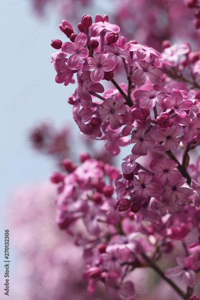 purple lilac on blue sky background purple lilac on blue sky background