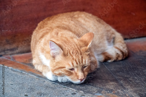 sleepy cat hiding its paws under its chest shallow depth of field