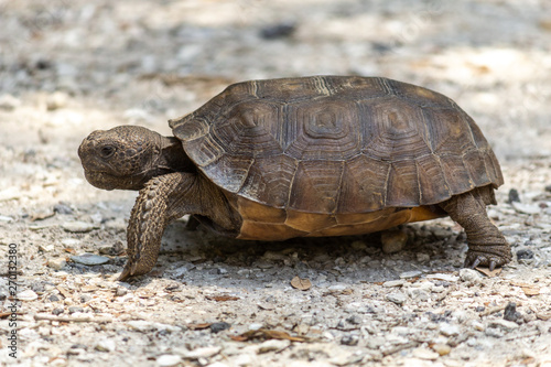 turtle on the road © keiserjb