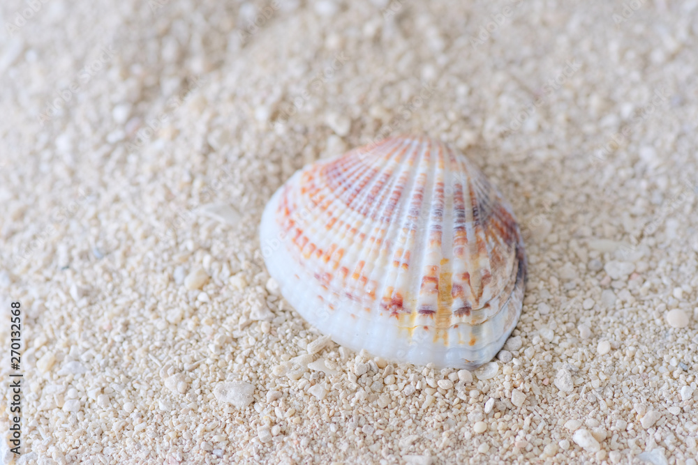 shell on beach