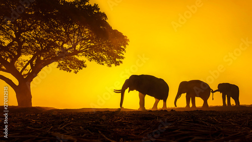 Silhouette elephant on the background of sunset elephant thai in surin thailand