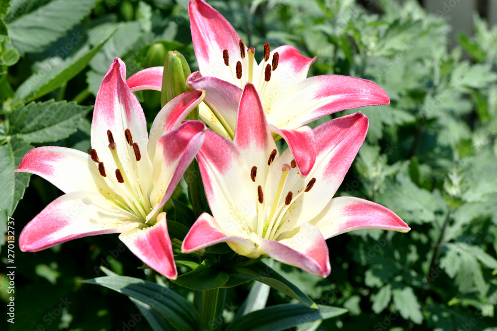 Fototapeta premium ゆり