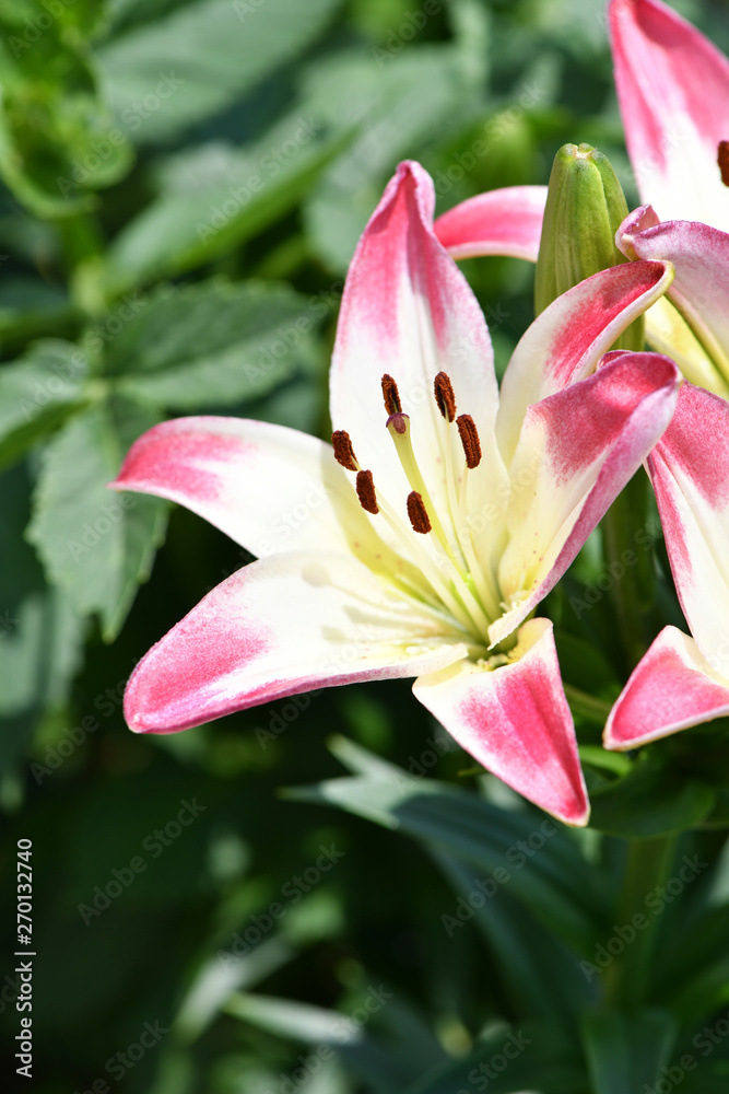 Obraz premium ゆり