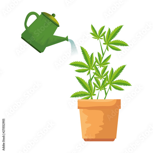 cannabis plant in pot with water sprinkler