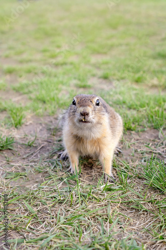 funny gopher looks at the camera with an emotion of bewilderment and disgust