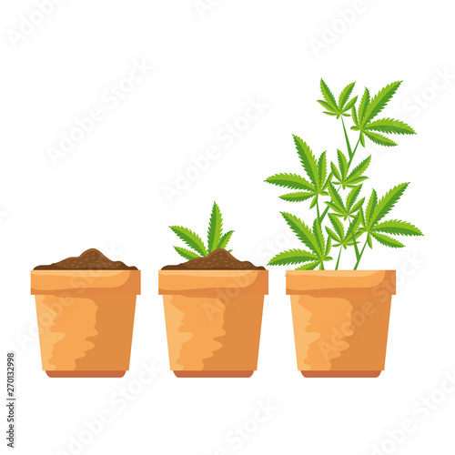 cannabis plants in pots group