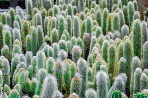 cactus in nursery tray, beautiful cactus in Thai