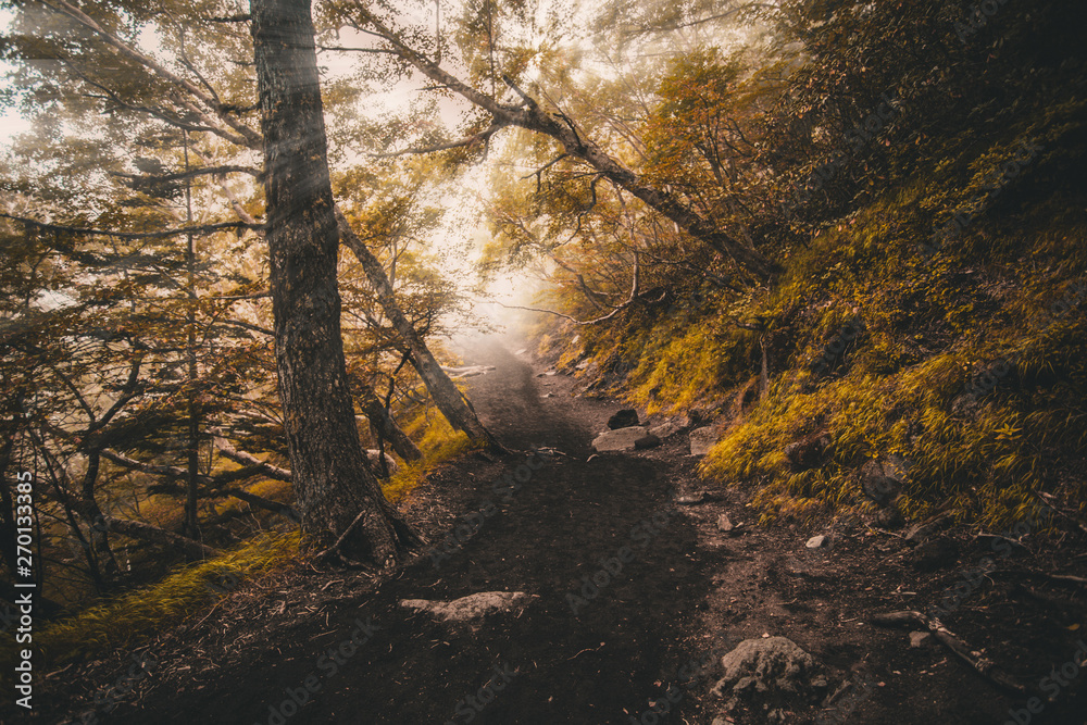 Fototapeta premium rays of sun in the forest