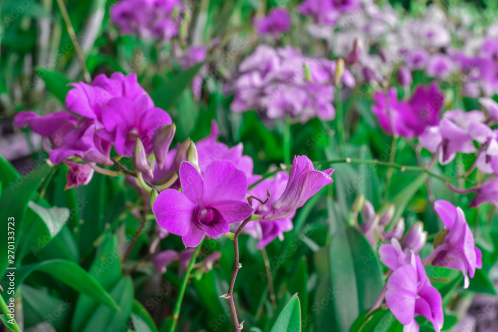 Close-up image of purple orchids flower, Thai orchid