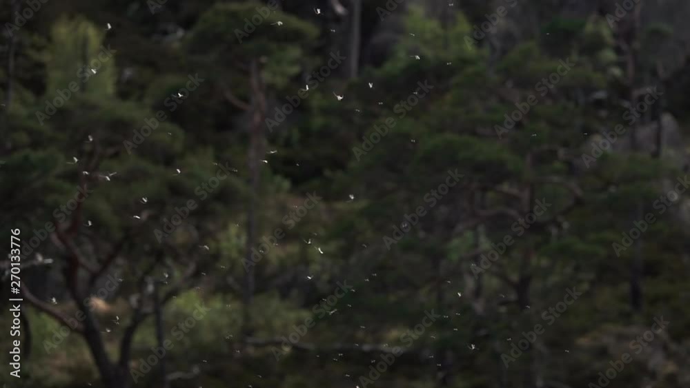 Mosquitos and Mayflies flying in big swarms together. Mayflies dancing up and down in the air. Super slow motion. Forest in background. Mosquitos and Mayflies flying in big swarms together. Mayflies dancing up and down in the air. Super slow motion. Forest in background.